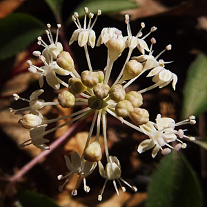 Panax trifolius - dwarf ginseng -  male / staminate inflorescence  - flowers mature from bottom