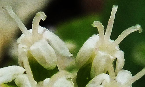 panax trifolius - dwarf ginseng - Female Flower- 3 fertile stigmas - no stamens