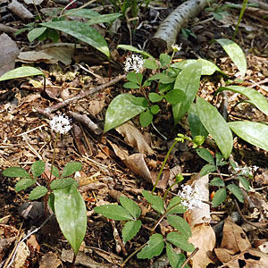 panax trifolius - dwarf ginseng - Habitat