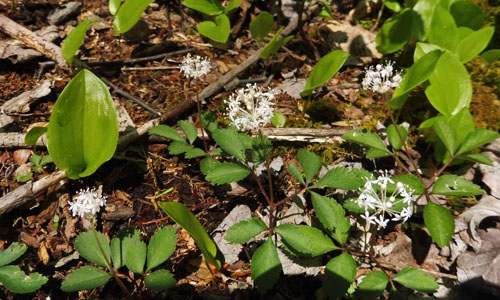 panax trifolius - dwarf ginseng - Habitat