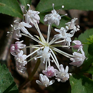 Panax trifolius - dwarf ginseng -  male / staminate inflorescence  - flowers top view