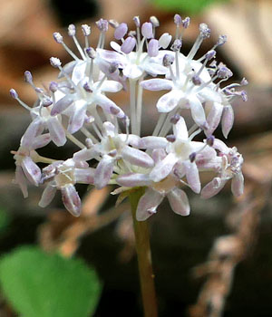 Panax trifolius - dwarf ginseng -  male / staminate inflorescence  - flowers side view