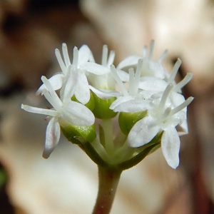 Panax trifolius - dwarf ginseng -  bisexual inflorescence - all the stamens have fallen off