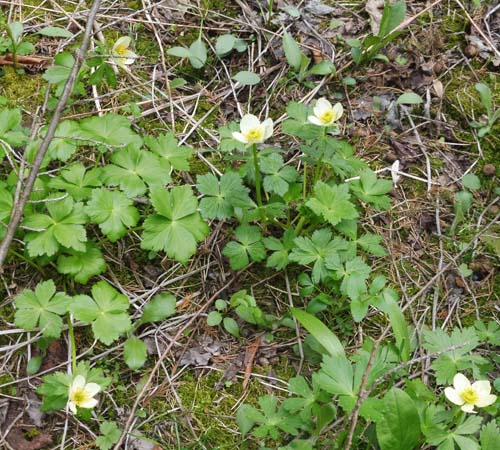 Trollius laxus ssp. laxus   Spreading Globeflower, habitat