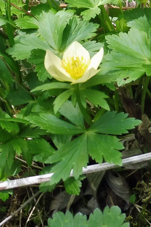 Trollius laxus ssp. laxus   Spreading Globeflower, plant