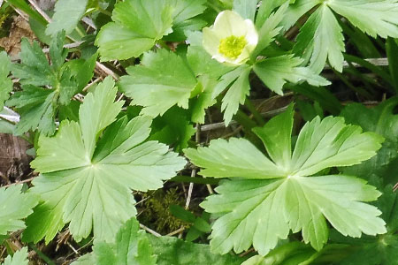 Trollius laxus ssp. laxus   Spreading Globeflower basal leaves