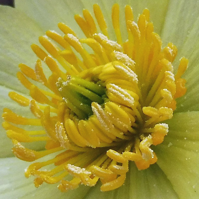 Trollius laxus ssp. laxus   Spreading Globeflower - flower  