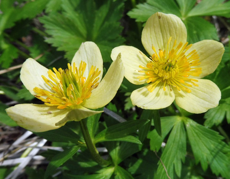 Trollius laxus ssp. laxus   Spreading Globeflower