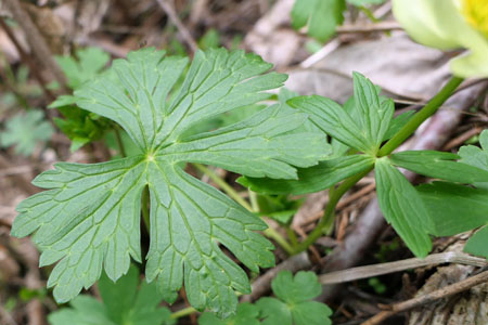 Trollius laxus ssp. laxus   Spreading Globeflower basal leaves, cauline leaves