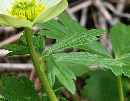 Trollius laxus ssp. laxus   Spreading Globeflower cauline leaves