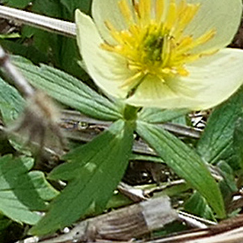 Trollius laxus ssp. laxus   Spreading Globeflower cauline leaves