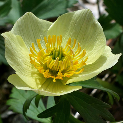 Trollius laxus ssp. laxus   Spreading Globeflower - flower  