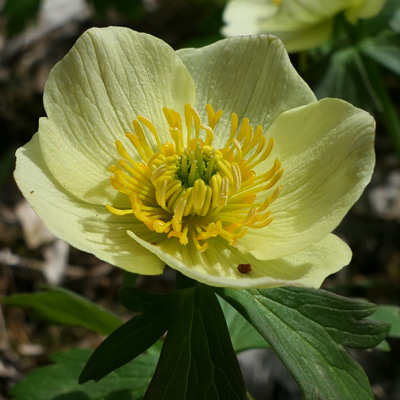 Trollius laxus ssp. laxus   Spreading Globeflower