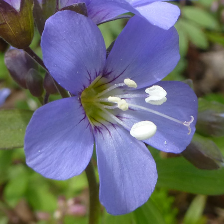 Polemonium reptans - Greek Valerian/Jacob's ladder - Flowers