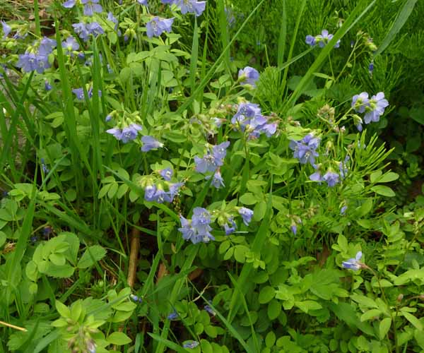 Polemonium reptans - Greek Valerian/Jacob's ladder - Plant