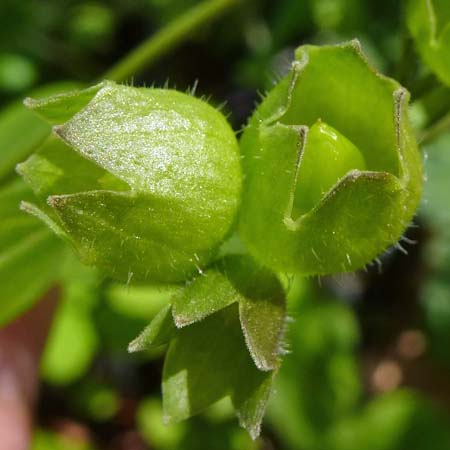 Polemonium reptans - Greek Valerian/Jacob's ladder - Fruit