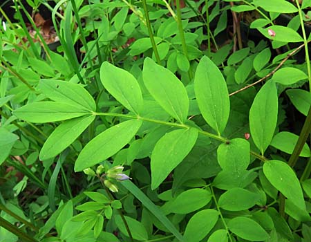 Polemonium reptans - Greek Valerian/Jacob's ladder - Leaves