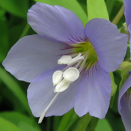 Polemonium reptans - Greek Valerian/Jacob's ladder - Flowers