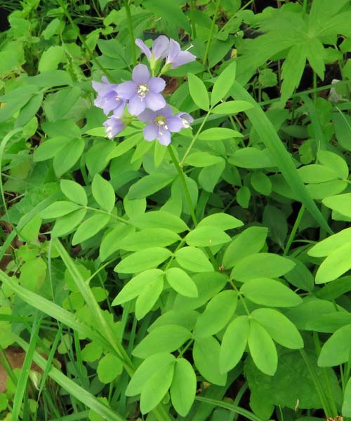 Polemonium reptans - Greek Valerian/Jacob's ladder - Plant