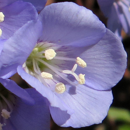 Polemonium reptans - Greek Valerian/Jacob's ladder - Flowers