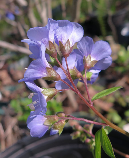 Polemonium reptans - Greek Valerian/Jacob's ladder - Flowers