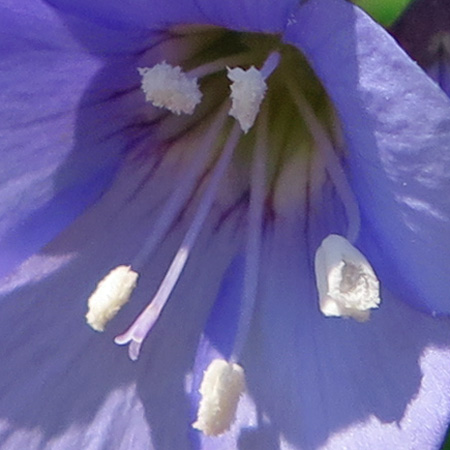 Polemonium reptans - Greek Valerian/Jacob's ladder - Flowers