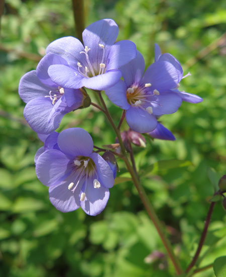 Polemonium reptans - Greek Valerian/Jacob's ladder - Flowers