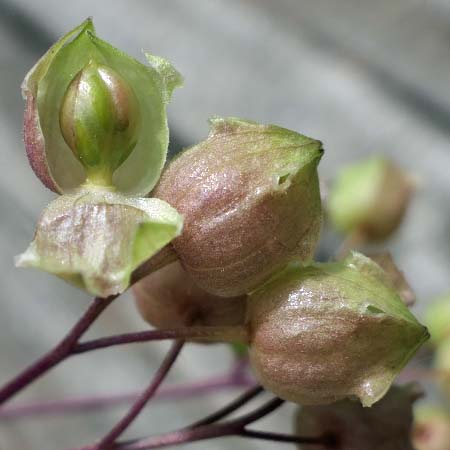 Polemonium reptans - Greek Valerian/Jacob's ladder - Fruit