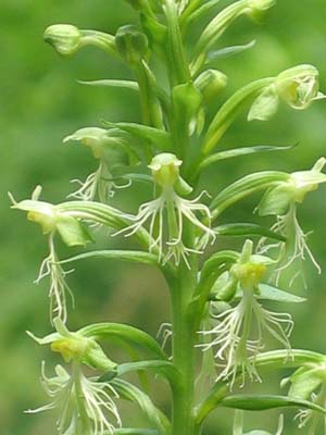 Habenaria_lacera (Ragged Fringed Orchis)