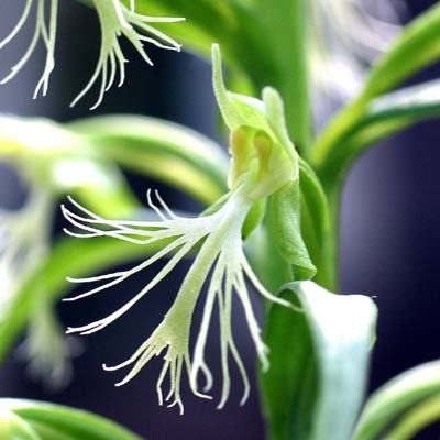 Habenaria_lacera (Ragged Fringed Orchis)