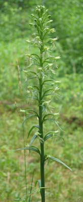 Habenaria_lacera (Ragged Fringed Orchis)