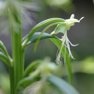 Habenaria_lacera (Ragged Fringed Orchis)