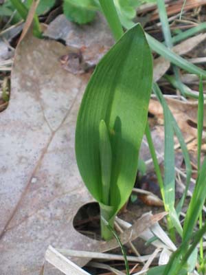 Habenaria_lacera (Ragged Fringed Orchis)