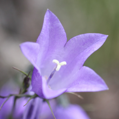 Campanula rotundifolia (Harebell)