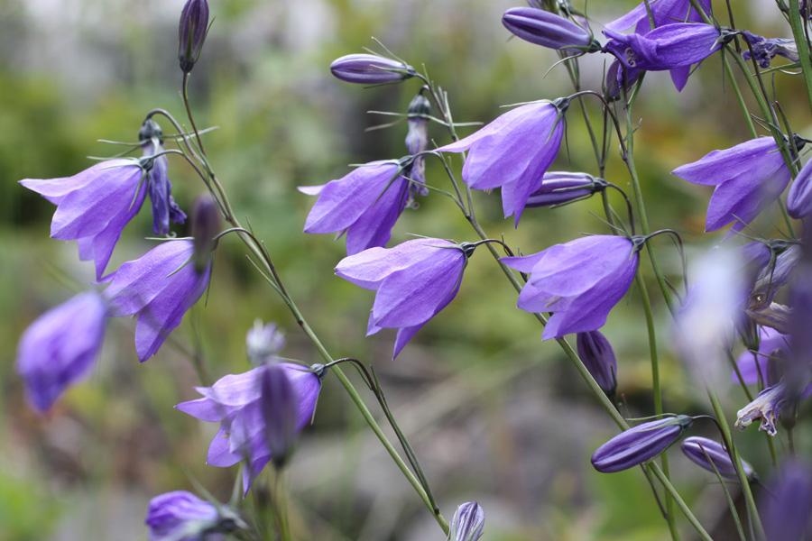 Campanula rotundifolia (Harebell)