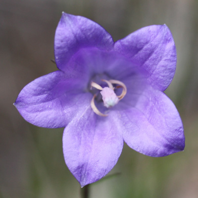 Campanula rotundifolia (Harebell)