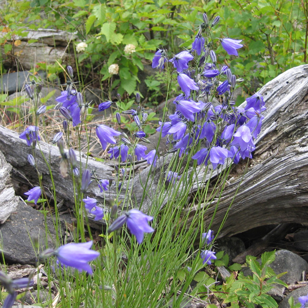 Campanula rotundifolia (Harebell)