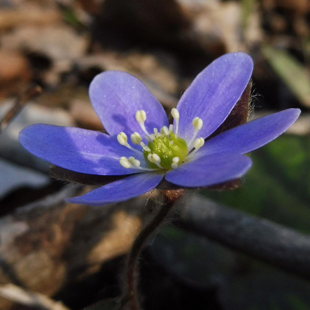 Hepatica americana - Round Lobed Hepatica - Flower - blue