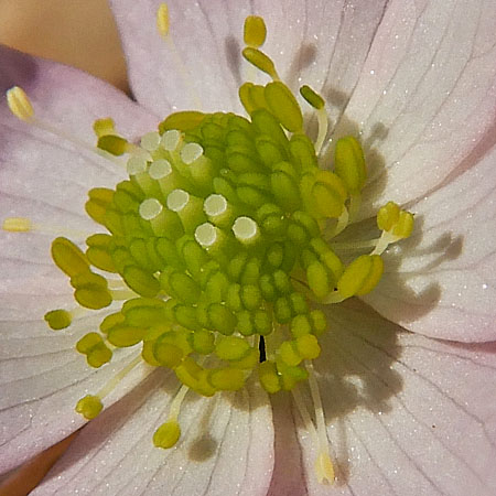 Hepatica americana - Round Lobed Hepatica - Flower close up stamens and carpels/pistils