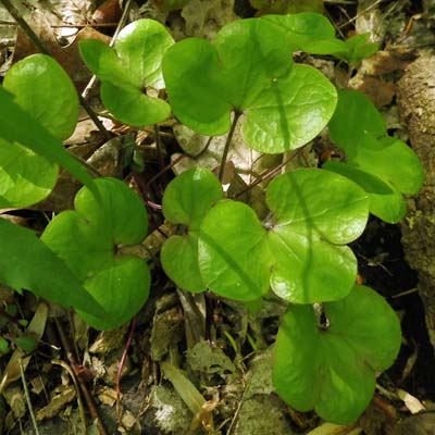 Hepatica americana - Round Lobed Hepatica - Leaves, young