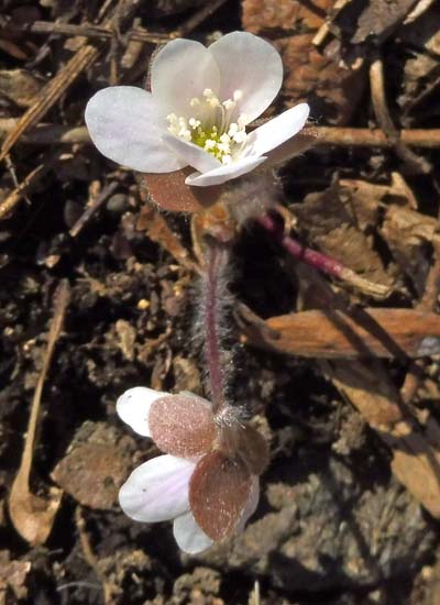 Hepatica americana - Round Lobed Hepatica