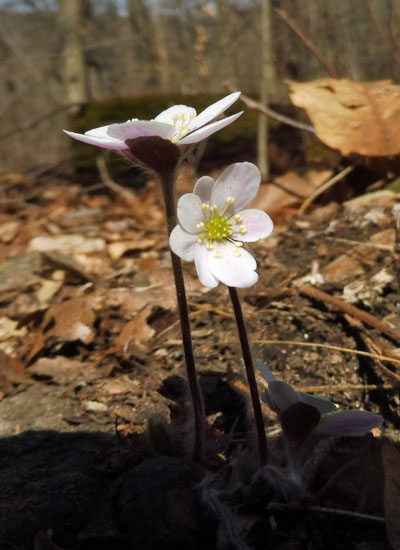 Hepatica americana - Round Lobed Hepatica, plant