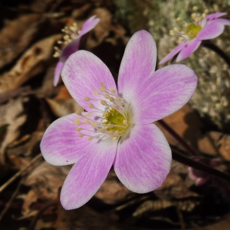 Hepatica americana - Round Lobed Hepatica - Flower pink white edges