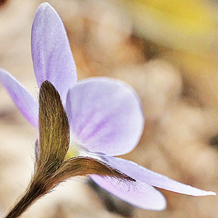 Hepatica americana - Round Lobed Hepatica - Flower, hairy bracts