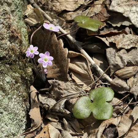 Hepatica americana - Round Lobed Hepatica, habitat