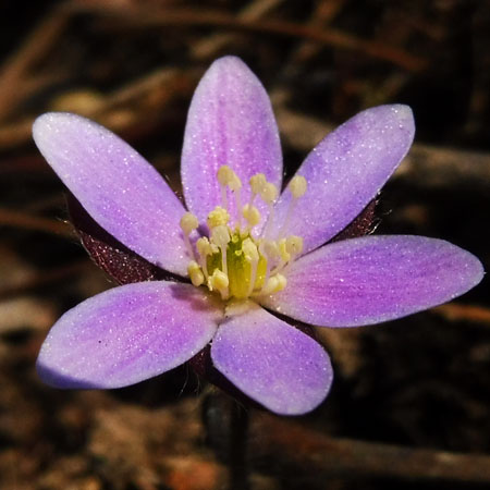 Round lobed Hepatica - Hepatica americana