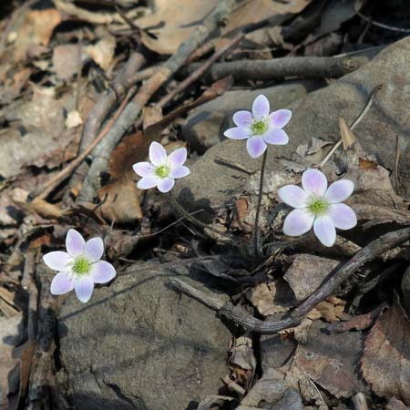 Hepatica americana - Round Lobed Hepatica, habitat