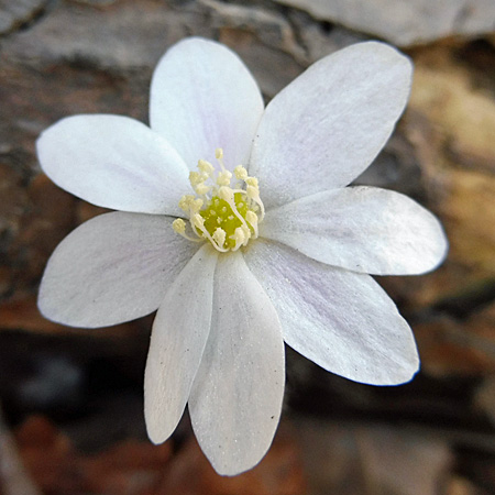 Hepatica americana - Round Lobed Hepatica - white flower, 8 sepals