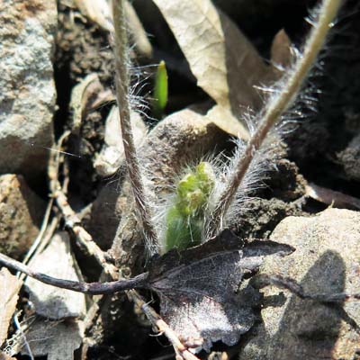 Hepatica americana - Round Lobed Hepatica, plant