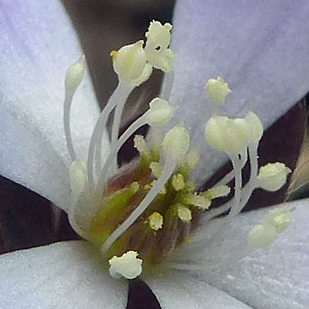 Hepatica americana - Round Lobed Hepatica - Flower close up stamens and carpels/pistils